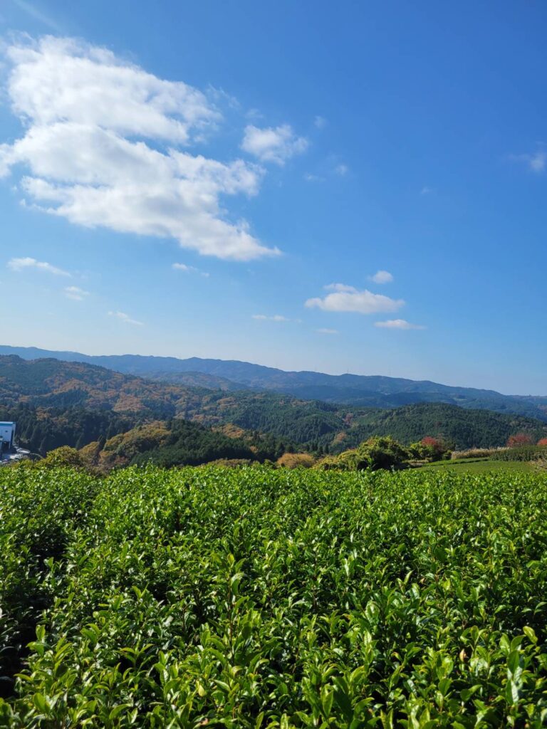 無施肥無農薬栽培について