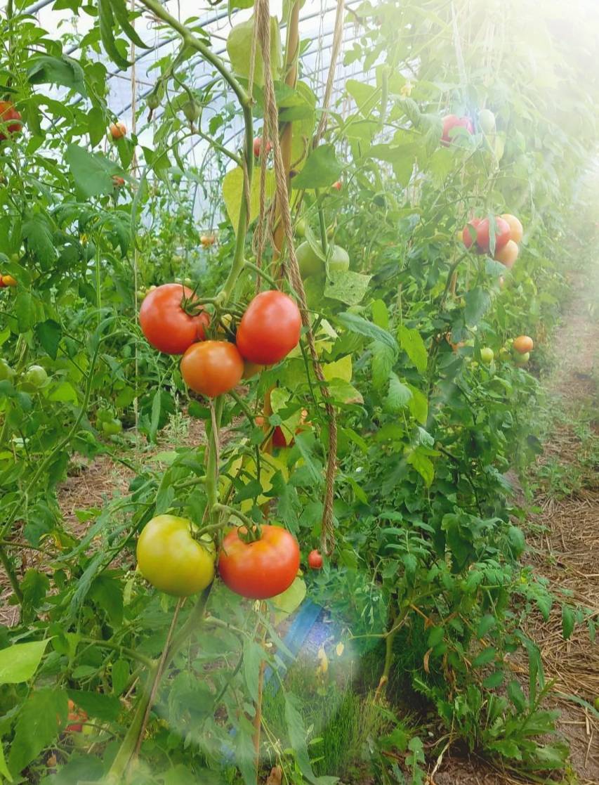 無施肥無農薬栽培農作物の特徴